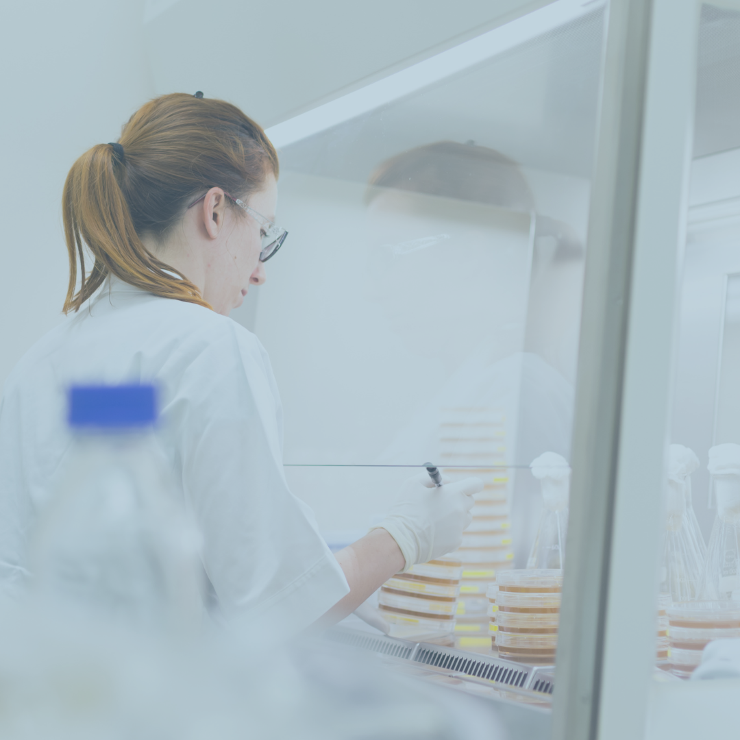 Scientist working within a laminar flow hood in a laboratory. The scientist, a woman with ponytailed hair and eyeglasses, is focused on her task, handling petri dishes that are stacked within the hood. She's wearing a white lab coat and latex gloves, emphasizing a sterile environment. In the foreground, there's laboratory equipment including flasks with white closures, indicating ongoing scientific work.