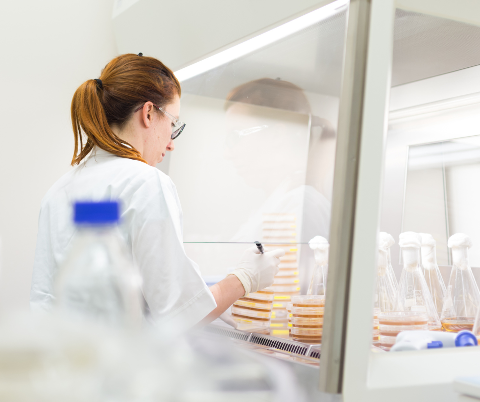Laboratory technician working inside a laminar flow hood, handling petri dishes and glass flasks in a sterile environment. The flow hood provides clean, filtered air to protect samples from contamination.