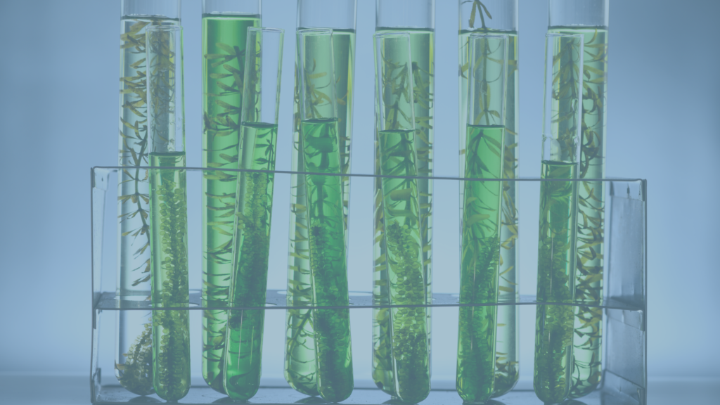A laboratory test tube rack holding multiple transparent glass test tubes filled with green liquid and submerged plant samples. 